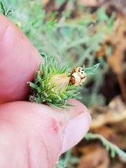 Zygogramma conjuncta pallida