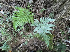 Polystichopsis chaerophylloides