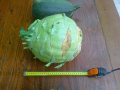 Brassica oleracea gongylodes