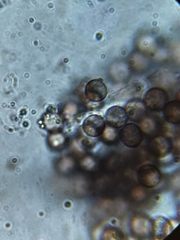 Fuligo septica candida