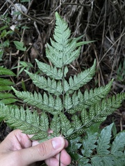Polystichopsis chaerophylloides
