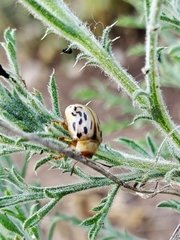 Zygogramma conjuncta pallida