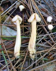Cudonia lutea