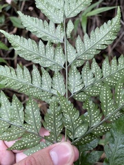 Polystichopsis chaerophylloides