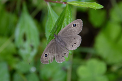 Ypthima argus