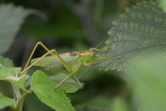 Tettigonia orientalis