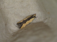 Ardozyga catarrhacta