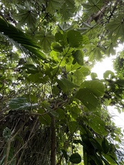 Pisonia roqueae
