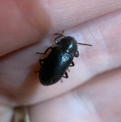 Forest Darkling Beetle
