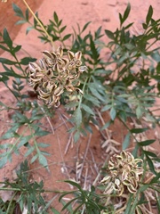 Lomatium latilobum