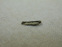 Ardozyga catarrhacta