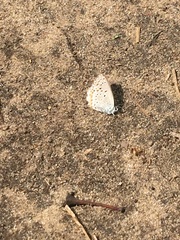 Plebejus samuelis