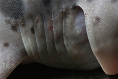 Notorynchus cepedianus