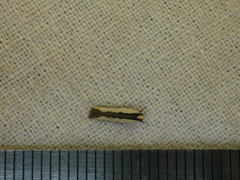 Ardozyga catarrhacta