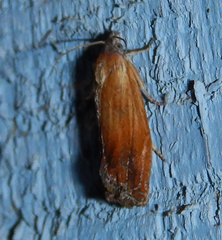 Eucosma umbrastriana