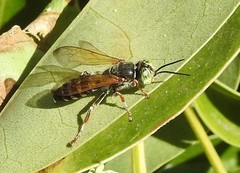 Tachytes distinctus