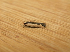 Ardozyga catarrhacta