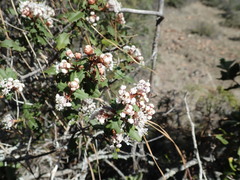 Ceanothus jepsonii