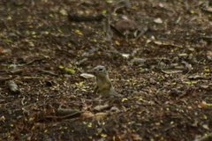 Notocitellus adocetus