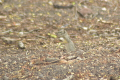 Notocitellus adocetus