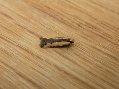 Ardozyga catarrhacta