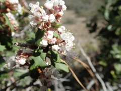 Ceanothus jepsonii