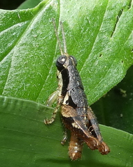 Eujivarus meridionalis