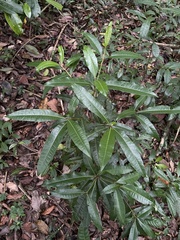 Byrsonima spicata