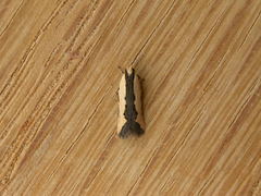 Ardozyga catarrhacta