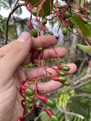 Aiouea montana