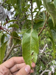 Aiouea montana