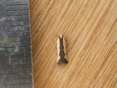 Ardozyga catarrhacta