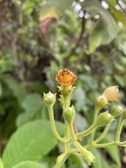 Rhytidophyllum auriculatum