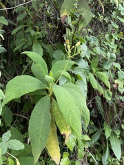 Rhytidophyllum auriculatum