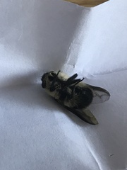 Cephenemyia phobifer