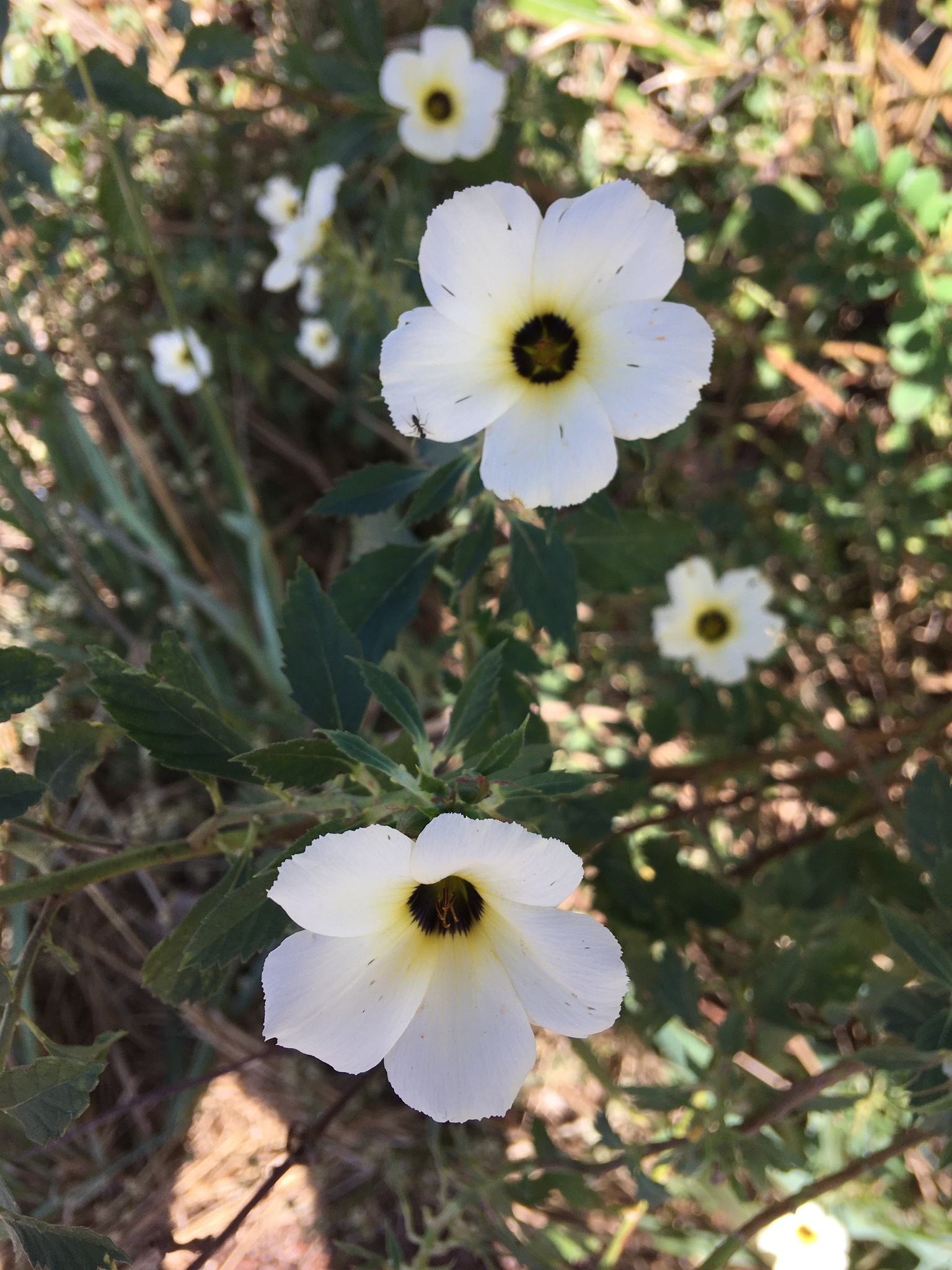 Turnera subulata