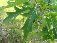 Macrodiplosis majalis