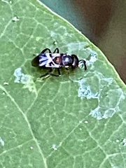 Encyrtus