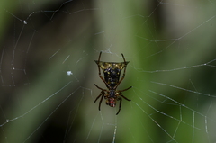 Micrathena rubicundula