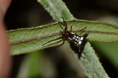 Micrathena rubicundula