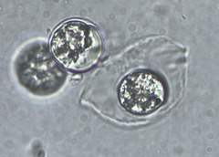 Chlamydomonas