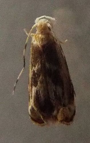 Hawaiian Dancing Moth