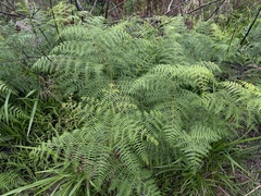 Pteridium caudatum