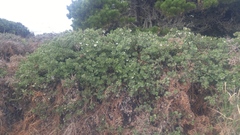 Arctostaphylos columbiana