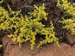 Sedum nuttallii