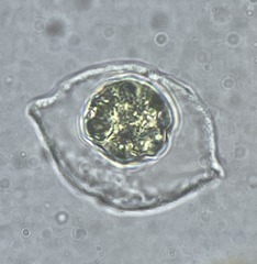 Chlamydomonas