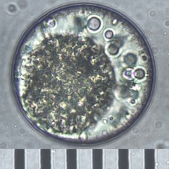 Chlamydomonas