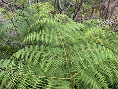Pteridium caudatum