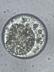 Chlamydomonas