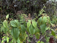 Miconia laevigata